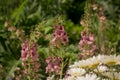 Pink mullein, Verbascum phoeniceum, close-up flowers Royalty Free Stock Photo