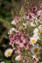 Pink mullein, Verbascum phoeniceum, close-up flowers Royalty Free Stock Photo