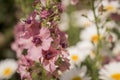 Pink mullein, Verbascum phoeniceum, close-up flowers Royalty Free Stock Photo