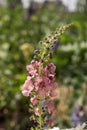 Pink mullein, Verbascum phoeniceum, close-up flowers Royalty Free Stock Photo