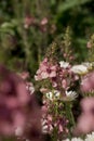 Pink mullein, Verbascum phoeniceum, close-up flowers Royalty Free Stock Photo