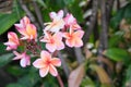 pink and multi color plumeria flower blooming in garden with green leaves background Royalty Free Stock Photo