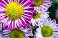 Pink mums flowers blooming in the garden Royalty Free Stock Photo