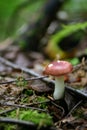 Pink mushroom Royalty Free Stock Photo