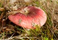 Pink mushroom Royalty Free Stock Photo