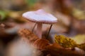 Pink mushroom in the forest on a background of grass and leaves. Nature Background Royalty Free Stock Photo
