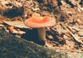 A pink mushroom growing inside Mattatuck state park Royalty Free Stock Photo