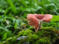 Pink mushroom with moss growing on a rocky crevice.