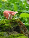 Pink mushroom with moss growing on a rocky crevice.