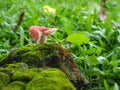 Pink mushroom with moss growing on a rocky crevice.