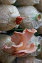 Pink mushroom ( Pleurotus djamor ) in farm Royalty Free Stock Photo