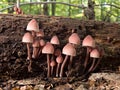 Pink mushrooms