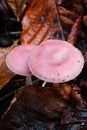 Pink mushrooms Royalty Free Stock Photo