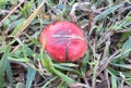 Pink mushrooms fungi natural edible