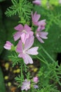 Pink musk mallow flower in close up with rain drops Royalty Free Stock Photo