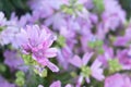 Pink musk mallow or Malva moschata blooming in the summer garden Royalty Free Stock Photo