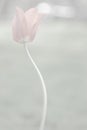 Pink Muted Tulip #1 Background