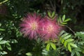 Pink myrtaceae flower in the garden.