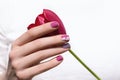 Pink nail design. Female hand with pink manicure holding tulip flower Royalty Free Stock Photo