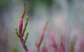 Pink native beach plant