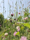 Pink native grasses