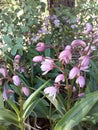 Pink Native Orchid Flowers