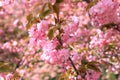 Pink natura love sakura background. Beautiful pink sakura flowers, Japanese cherry blossoms in spring on Women Mother Day Royalty Free Stock Photo