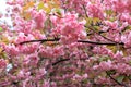 Pink natura love sakura background. Beautiful pink sakura flowers, Japanese cherry blossoms in spring on Women Mother Day Royalty Free Stock Photo