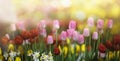 Pink nd Red tulips blooming in a tulip field in garden