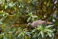 Pink-necked Green Pigeon feeding on fruit tree in Singapore Royalty Free Stock Photo