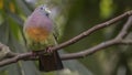 Pink-necked Green Pigeon on Tree Branch