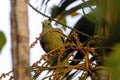 Pink necked green pigeon, Treron vernans, in a tree