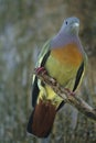 Pink-necked Green Pigeon