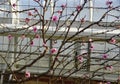 Pink nectarine 'Fantasia' flowers on the tree in early Spring