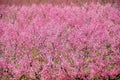 Pink Nectarine Trees, Israel Royalty Free Stock Photo