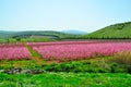 Pink Nectarine Trees, Israel Royalty Free Stock Photo