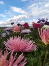 pink needle asters near foreshortening