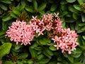 Pink needle flower in the garden