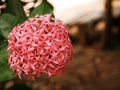 Pink needle flowers are in full bloom