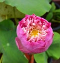 Pink Nelumbo Lotus Flower in the Pool Royalty Free Stock Photo