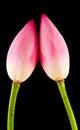 Pink Nelumbo nucifera flowers, close up, isolated, black background. Royalty Free Stock Photo