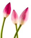 Pink Nelumbo nucifera flowers, close up, isolated, white background. Royalty Free Stock Photo