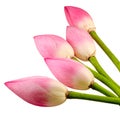 Pink Nelumbo nucifera flowers, close up, isolated