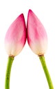 Pink Nelumbo nucifera flowers, close up, isolated, white background.