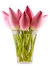 Pink Nelumbo nucifera flowers in a transparent vase, close up Royalty Free Stock Photo