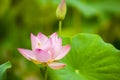 Pink nelumbo nucifera gaertn blossom lotus