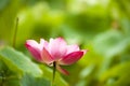 Pink nelumbo nucifera gaertn blossom lotus