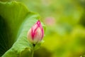 Pink nelumbo nucifera gaertn lotus bud Royalty Free Stock Photo