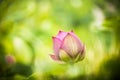 Pink nelumbo nucifera gaertn lotus bud