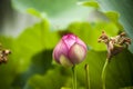 Pink nelumbo nucifera gaertn lotus bud Royalty Free Stock Photo